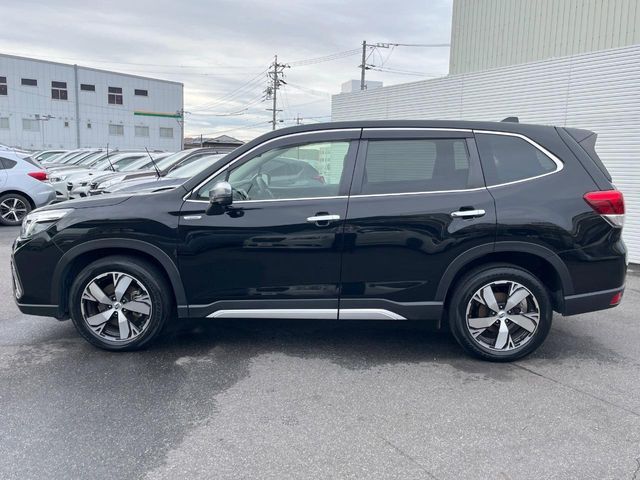 FORESTER